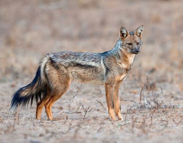 Side-striped Jackal in Tanzania